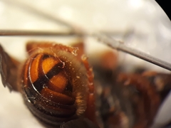 Rhodanthidium sticticum