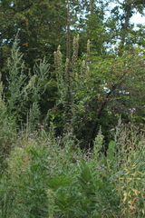 Verbascum thapsus