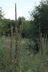 Verbascum thapsus