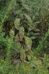 Verbascum thapsus