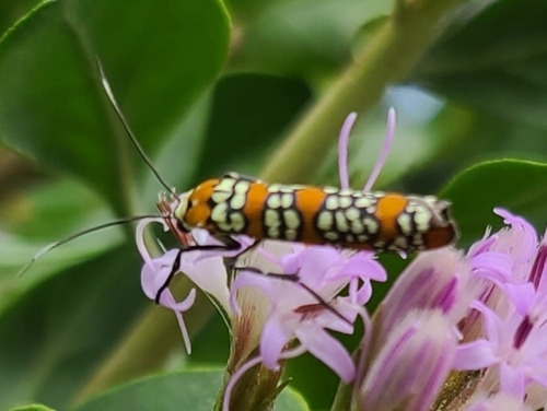Atteva punctella image