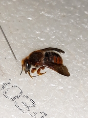 Rhodanthidium sticticum