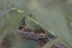 Sciurus niger