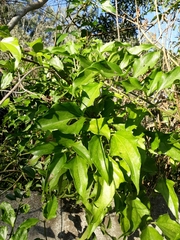 Mikania glomerata