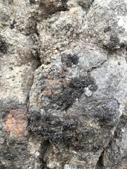 Enchylium polycarpon