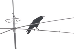 Corvus corax