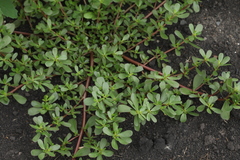 Portulaca oleracea