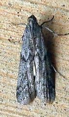 Vitula serratilineella