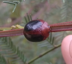 Dicranosterna immaculata