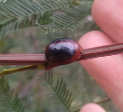 Dicranosterna immaculata