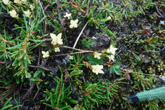 Exobasidium hypogenum