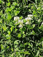 Trifolium repens