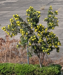 Xanthostemon chrysanthus