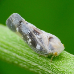 Metcalfa