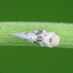 Metcalfa