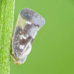 Metcalfa