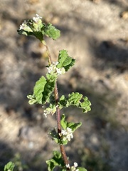 Lippia palmeri