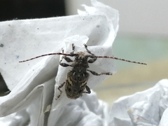 Aegomorphus circumflexus