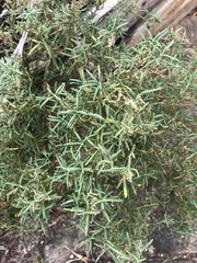 Suaeda australis