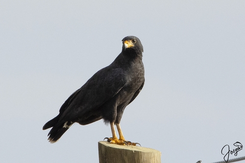 Common Black Hawk