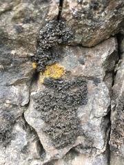 Enchylium polycarpon