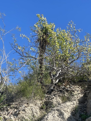Yucca valida