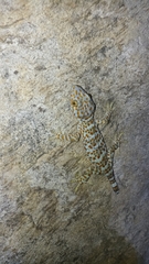 Gekko gecko