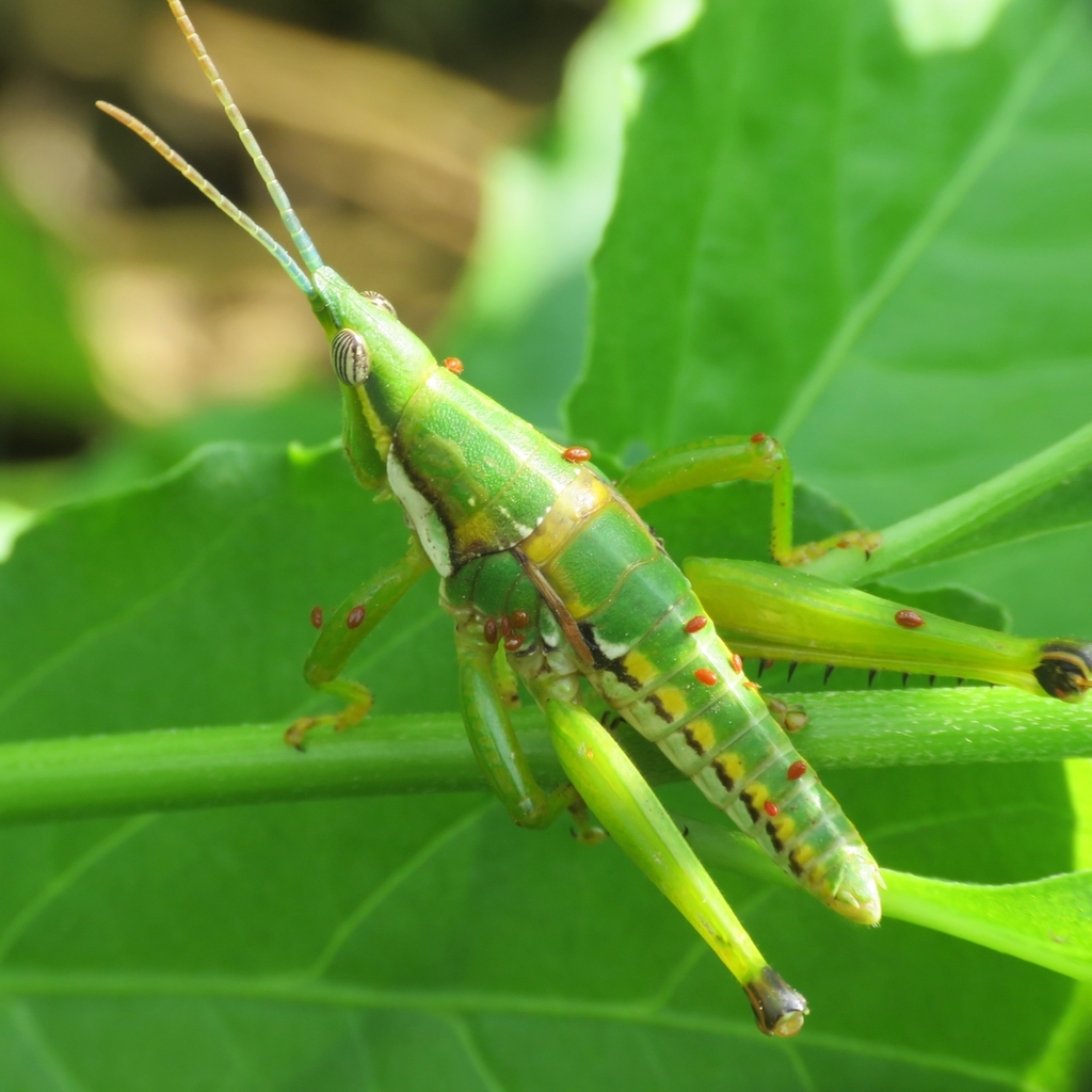Sphenarium occidentalis