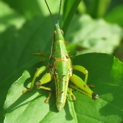 Sphenarium occidentalis