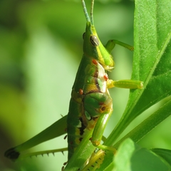 Sphenarium occidentalis