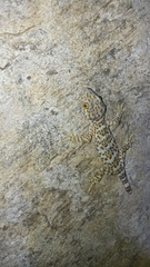 Gekko gecko