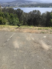 Strepera versicolor arguta