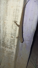 Hemidactylus frenatus