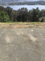 Strepera versicolor arguta