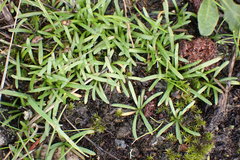 Plantago elongata