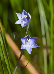 Thelymitra lucida