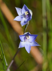 Thelymitra lucida