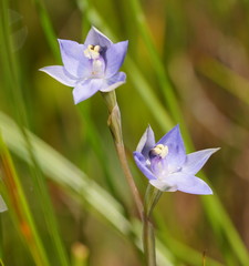Thelymitra lucida