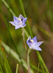 Thelymitra lucida