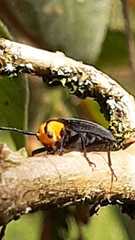 Iareonycha ipepuna