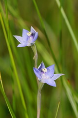 Thelymitra lucida