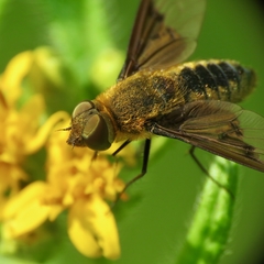 Chrysanthrax