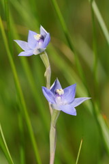 Thelymitra lucida