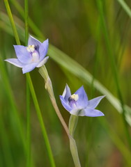 Thelymitra lucida