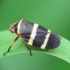 Prosapia simulans