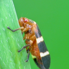 Prosapia simulans