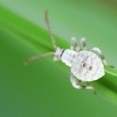 Meropachyinae