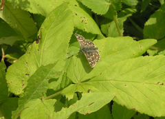 Muschampia tessellum