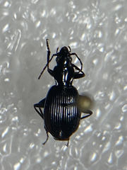 Platynus ovipennis