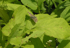 Muschampia tessellum